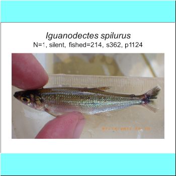 Iguanodectes spilurus.png